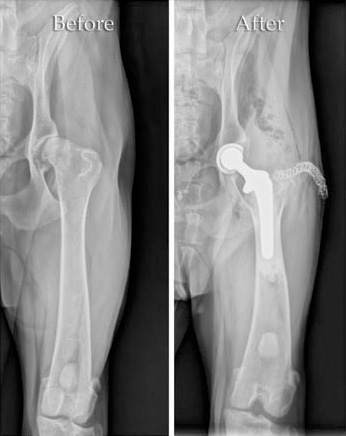 hip replacement total after dog seroma arthritis ray before rays surgery knee dysplasia xray hospital thr radiographs secondary search channels