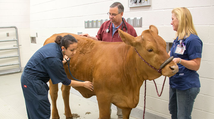 journey-to-the-future-types-of-veterinarians-and-5-years-later