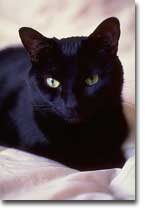 Black Cat on White Background
