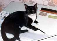 Sylvester on drawing desk