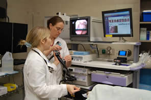 Two of the Resident Instructors evaluate the nasal passages in a dog with chronic nasal discharge