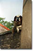 Dog on Roof