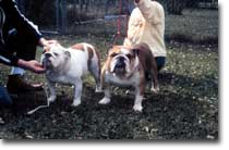 Two bulldogs with owners