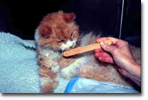 Cat licking popcicle stick