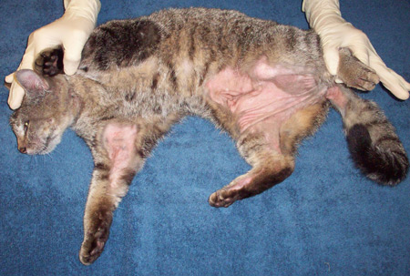 Itchy allergic skin disease in a cat