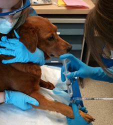 A dog receiving chemotherapy