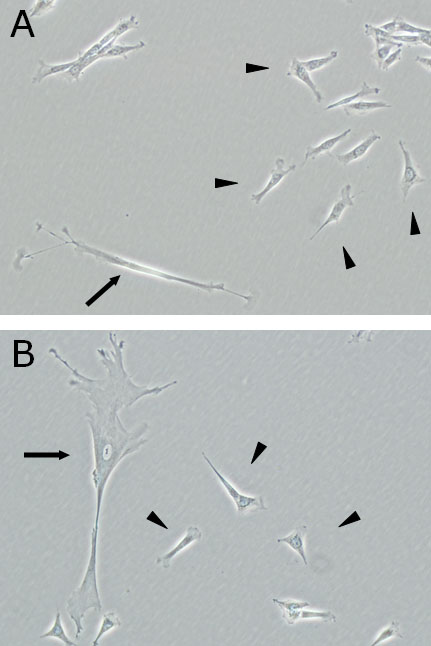 Canine stem cells (MSCs) isolated from bone marrow.