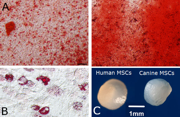 In vitro differentiation of canine stem cells (MSCs)