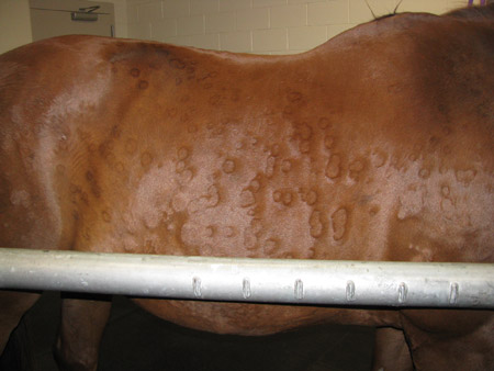 Hives in the form of 'rings' in an allergic horse.