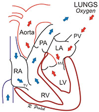 How oxygen flow in the lungs