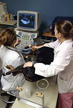 Veterinary cardiologists performing echocardiogram