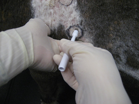 Punch biopsy taken from a miniature horse.