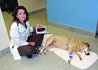 vet treating a dog