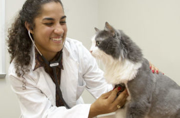 a veterinarian examines a cat