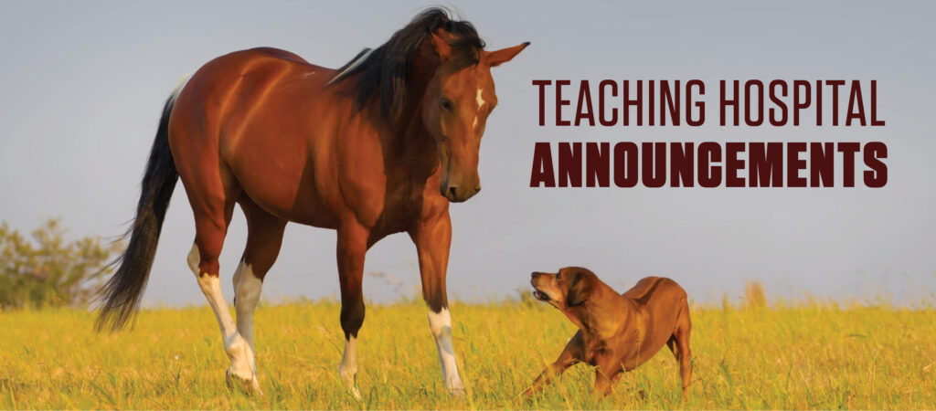 "Teaching Hospital Announcements" text (header) with a horse and a dog playing together in a field